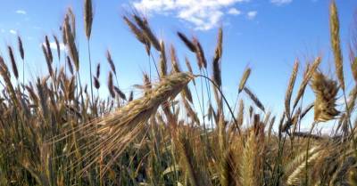 "Крестьянский сейм": из-за жаркой погоды урожай зерновых будет меньше на 15-20%