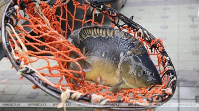 Утверждены правила любительского рыболовства и ведения рыболовного хозяйства