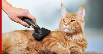 Гладкая и шелковистая: как правильно ухаживать за шерстью кошки