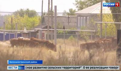 В Ростовской области для развития сельских территорий выделили 1 миллиард 400 миллионов рублей