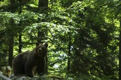 В Туве местный житель получил травму черепа при нападении медведицы