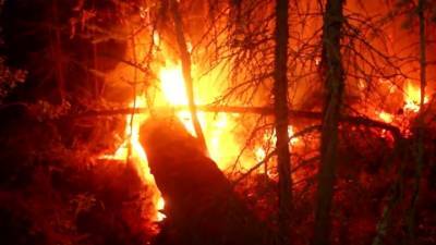 Вести. Свыше 900 тысяч гектаров леса во власти природных пожаров. Свыше 900 тысяч гектаров леса во власти природных пожаров