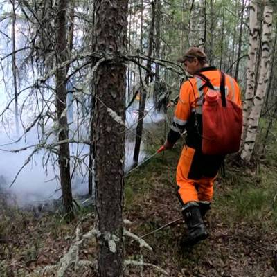Количество природных пожаров и их площадь в 2021 году в России снизились на 4%