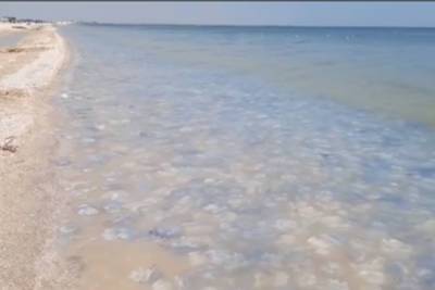 «Кисель из медуз»: ситуация в Азовском море поразила туристов и ученых – Учительская газета