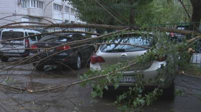 На севере Воронежа упавшие под напором ветра деревья повредили пять машин