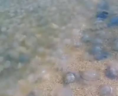 Российский регион заполонили гигантские медузы
