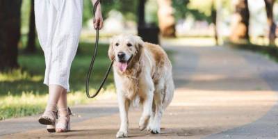 Жара: есть ли критический порог для прогулок с собакой?