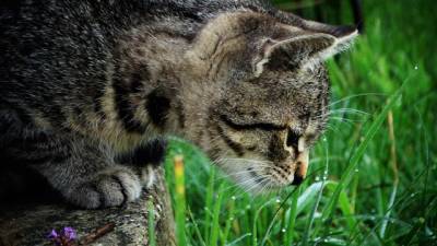Полезные и вредные травы для кошек