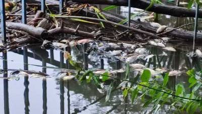 Вероятно, химические сбросы: в Голосеевском парке в Киеве на прудах массово погибли птицы и рыба