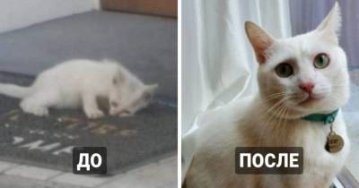 15 фотографий бездомных котов до и после того, как их нашли люди, которые смогли дать им заботу и защиту