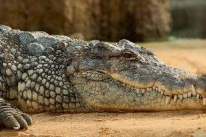 В США мужчина украл крокодила, чтобы подраться с ним