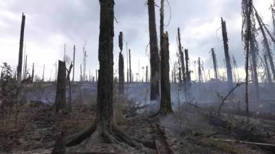 Новости на "России 24". Лесные пожары в Карелии и Якутии не удается локализовать