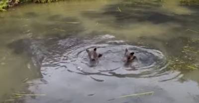 "Обалдеть!": Двух медведей на Сахалине сморила жара, и они устроили прилюдные купания