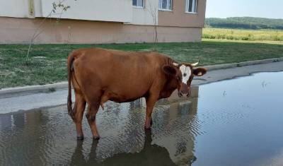 Жительница уфимской новостройки пожаловалась на гуляющих во дворе коров