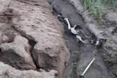 В Баргузинском районе Бурятии нашли скелет прямо на дороге