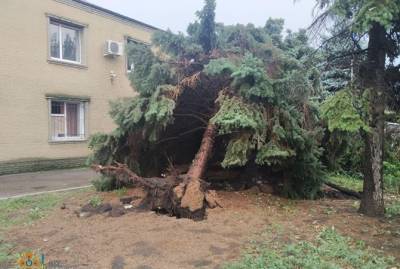 В Украине рухнувшие деревья раздавили двух людей, еще семеро - травмированы