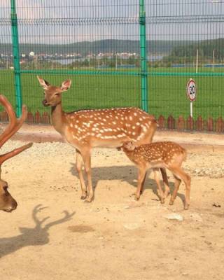 В Челябинской области, олененка, которого спасли во время лесного пожара, поселили в зоопарке