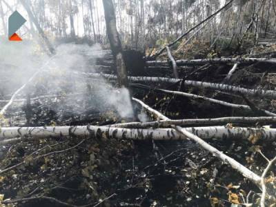 Система видеонаблюдения от "Ростелекома" зафиксировала 24 пожара в лесах Пермского края