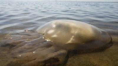 Невероятное нашествие медуз фиксируют на побережье Черного и Азовского морей