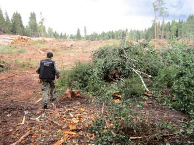 В Тверской области лесоруба раздавило упавшим деревом