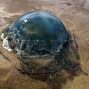 Запорожец снял видео о том, как Азовское море кишит медузами