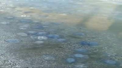Вода кишит медузами: Азовское море превратилось в кисель