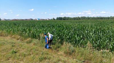 В Пуховичском районе спасатели нашли заблудившегося в кукурузном поле пенсионера