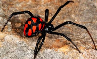 В Волгоградской области население "терроризируют" ядовитые пауки каракурты