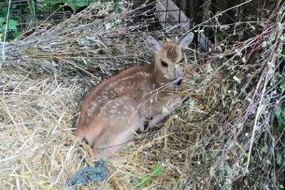 Спасенного из лесного пожара под Челябинском олененка поселили в зоопарке