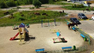 Табун лошадей оккупировал детскую площадку в Челябинской области