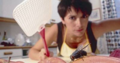 Действенный способ, как избавиться от надоедливых мух, комаров и мошек