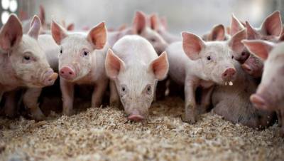 Среагировали на запах: нижегородские депутаты пытаются разобраться с нарушениями на свинофермах