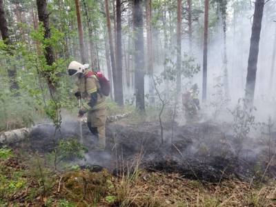 В России горят более 785 тысяч га лесов