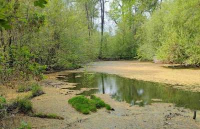 Пруд в парке Акчуриных села Старотимошкино планируют включить в программу по расчистке водных объектов