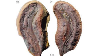 Окаменелые останки нового микрозавра размером с палец найдены в США