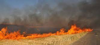 Под Крупками огонь уничтожил посевы пшеницы