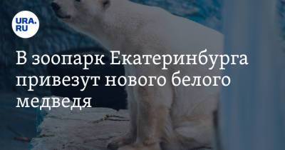 В зоопарк Екатеринбурга привезут нового белого медведя