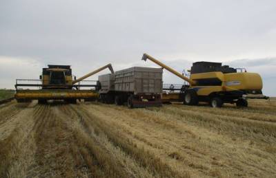 Пшеница у AgroGeneration в этом году — высокого качества