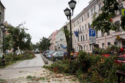 В Выборгском районе Петербурга начали вырубать деревья
