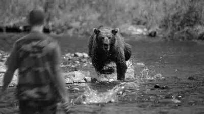 В одном из районов Удмуртии медведь напал на человека