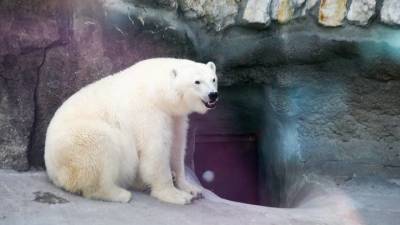 Москвичи выберут имя для спасенной в Якутии белой медведицы