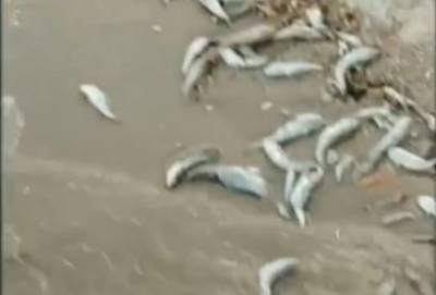 «Мало нам медуз, их еще рыбой тухлой разбавили»: в оккупированном Седово на пляж выносит мертвую рыбу