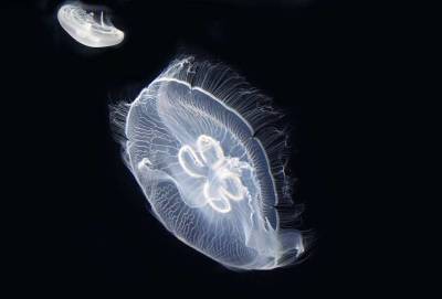 В РАН рассказали, почему на Азовском море появилось большое количество медуз