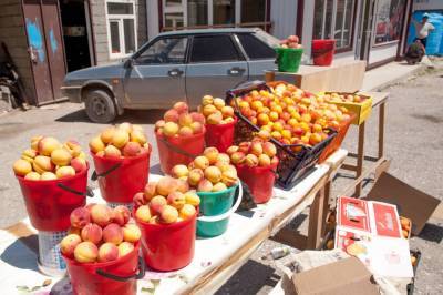 Сбор урожая абрикосов в Дагестане планируют увеличить на 25%