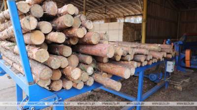В Витебской области увеличат долю заготовки мягколиственных пород древесины