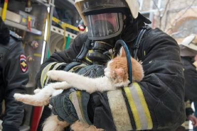 В Смоленске пожарные спасли животных из горящей квартиры