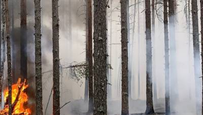 К тушению лесных пожаров в Карелии привлекли военных