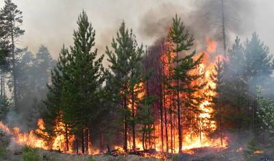 Площадь лесных пожаров превысила 785 тысяч га