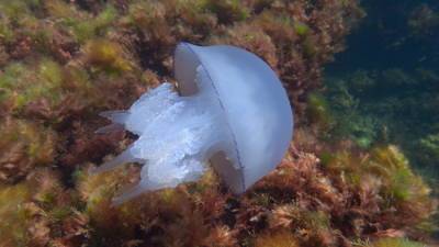 Нашествие крупных медуз в Азовском море – ученый назвал причину