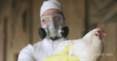 В Индии зафиксировали первую смерть от птичьего гриппа